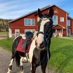 Amanda wallin - @amandawallin_hast - Instagram