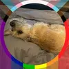 amandawampler - @amandawampler - TikTok