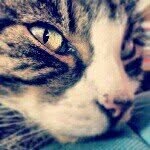 Amanda/Wanda - @wandaa_cat - Instagram