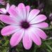 Amanda Wescott - Facebook