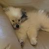 Amanda Wilder - @puppy_love394 - TikTok
