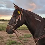 Amanda Wilder - @wild_at_heart_mustangs - Instagram