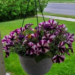 Amanda Winn - Facebook