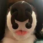 Amanda Wolf - @yermawsfursuits - Instagram