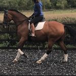 Amanda Wooster - @studfarmlivery - Instagram