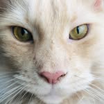 Amândà Yïp - @a.y.meow - Instagram