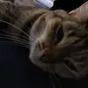Amanda Zanella - @amanda.zanella06 - TikTok