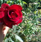 Amanda Zelaya - Facebook