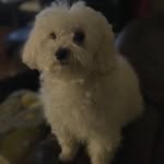 Amanda Zhou - @amandazhou57 - Instagram
