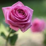 Amani abbas - @amaniabbas869 - Instagram
