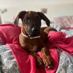 Amani Mack - @ridgeback.amy - Instagram