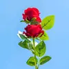 Amanul Haque - @amanul.haque2 - TikTok