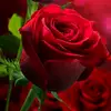amarasafdar26 - @amarasafdar26 - TikTok