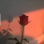 Amara Rauf - @amararauf56 - Instagram