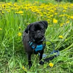 Amara Rose Rocket McAvoy Lukas - @amararoserocket - Instagram