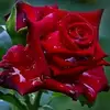 user4430821960859 - @amarilyscastrop - TikTok