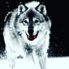 Moonlight Wolf - @amarispalmer - TikTok
