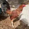 Amaury Pacheco - @amaury.pacheco6 - TikTok