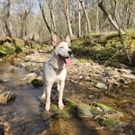 Amber Albright - @fourpaws90 - Instagram