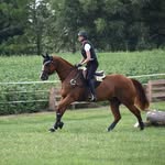 Amber Armstrong - @horsesvsponys - Instagram
