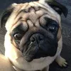 AmberAye - @amberlepenguin - TikTok