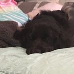Amber Bergeron - @xxstrawberrycowsxx - Instagram