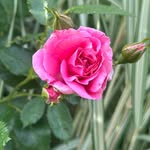 Amber Bergstrom - @bergsta12 - Instagram