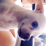 amber bilbrey - @wolves_leader_111 - Instagram