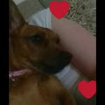 Amber - @bork_bork_amber - Instagram