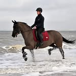 Amber bosman - @amberofdressage - Instagram