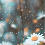 Amber Bosman - Facebook