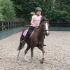 The horses are back! - @amberbuttons - TikTok