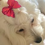 Amber Sofia Cedeño Gobea🐩 - @amberlapoodle09 - Instagram