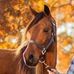 Amber Chafin - Facebook