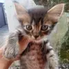 AmberChambers - @amberchambersifrrmw - TikTok
