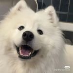 Amber Chong - @amberchong7378 - Instagram