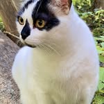Amber Christy - @dink_the_wise_cat - Instagram