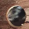 Coco - @amberxcoco - TikTok