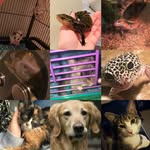 Amber Conner - @conners_critters - Instagram