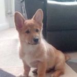 @amber_the_corman - Instagram