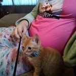 Amberbam Cornelison - @amberbamcornelison - Instagram