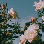 Amber Corum - @thriftythirties22 - Instagram