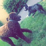 Amber Cotter - @gymnast_amber5 - Instagram