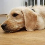 Amber cottrell - @amberthedogo - Instagram