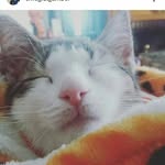 Amber Couillard - @re_staurt - Instagram