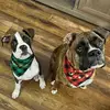 Amber Crayton - @riley_and_harlee - TikTok