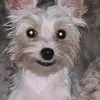 Poopsie - @ambercrickon - TikTok