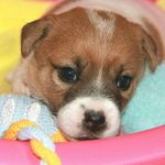 Amber Crown Nutella - @jack_russell_terrier_nutella - Instagram