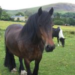 Earnwell Amber - @dales_pony_amber - Instagram