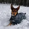Amber Dalgleish - @amber.dalgleish - TikTok